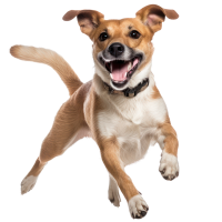 chien chien